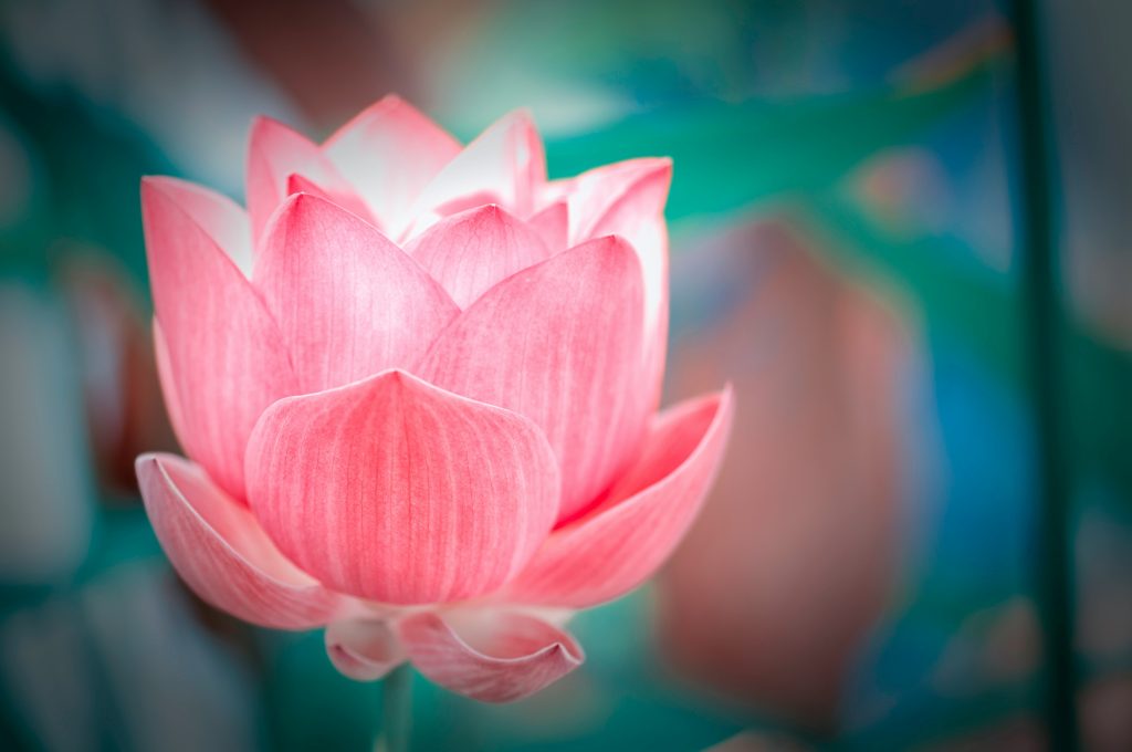 A beautiful picture of a lotus flower, which emblems the message of PNS Hub as a brand.